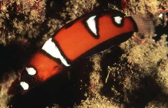 Klovne gylte (Coris cuvieri)